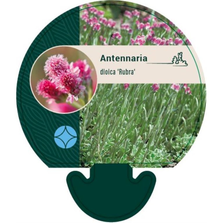 Kattefod 'Rubra'