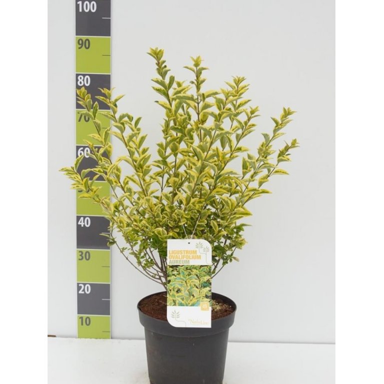 Stedsegrøn Liguster 'Aureum'