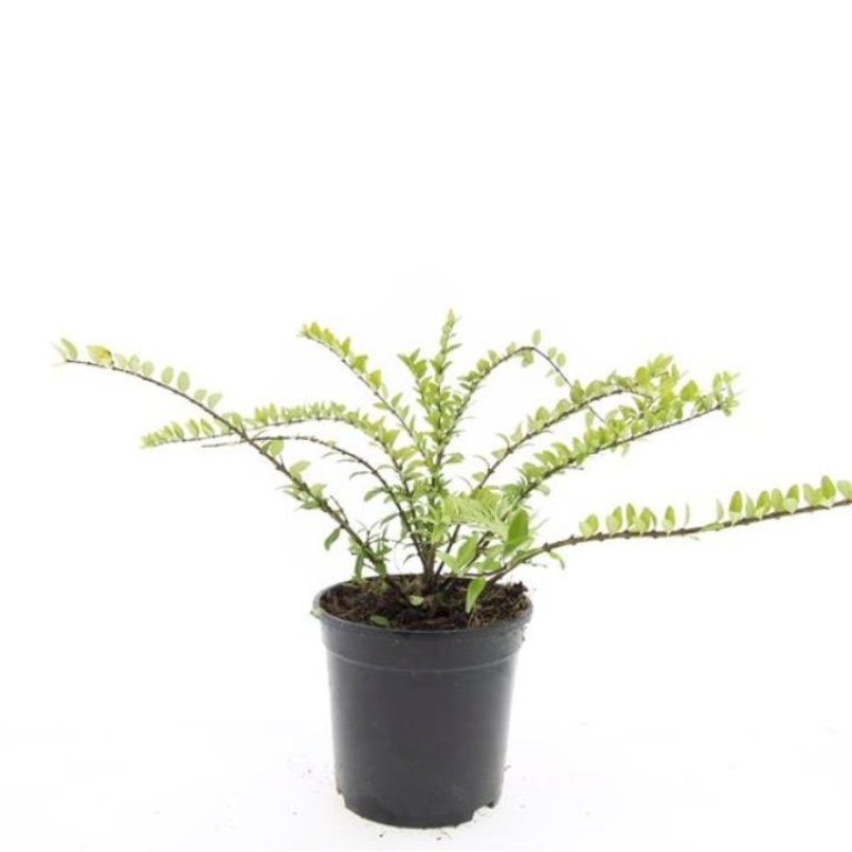 Lonicera nitida 'Maigrun'