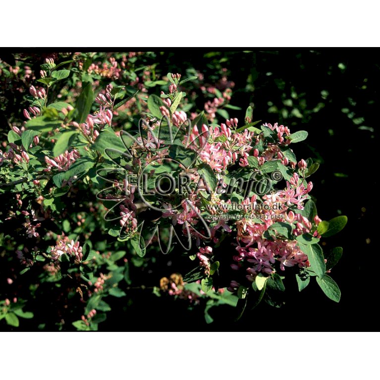 Tatarisk Gedeblad 'Rosea'