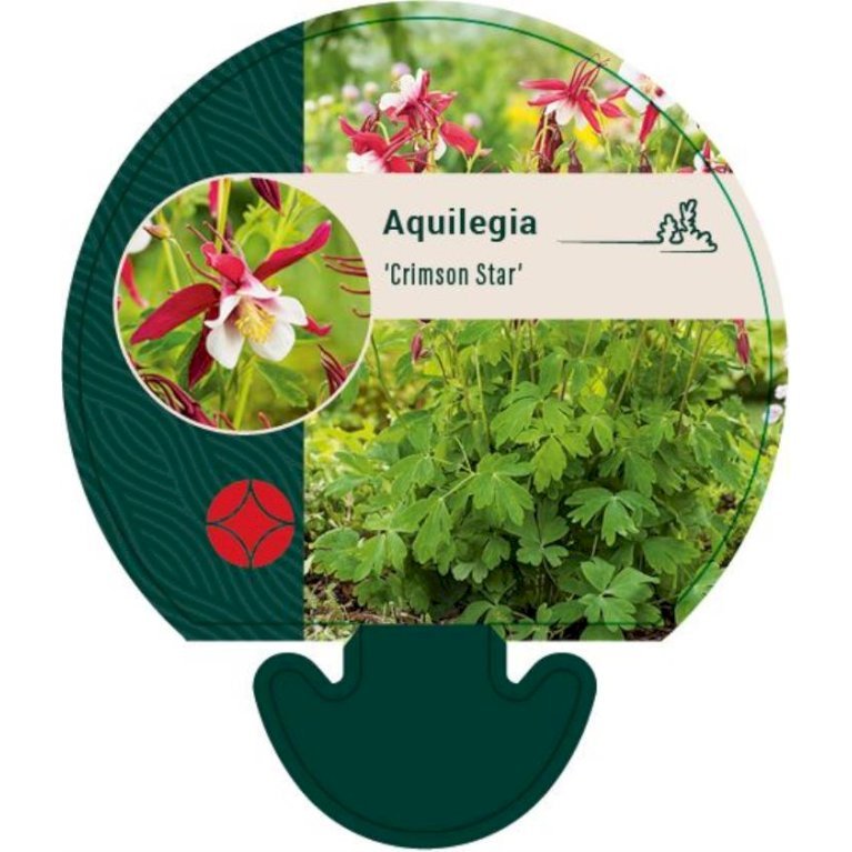 Langsporet Akeleje 'Crimson Star'