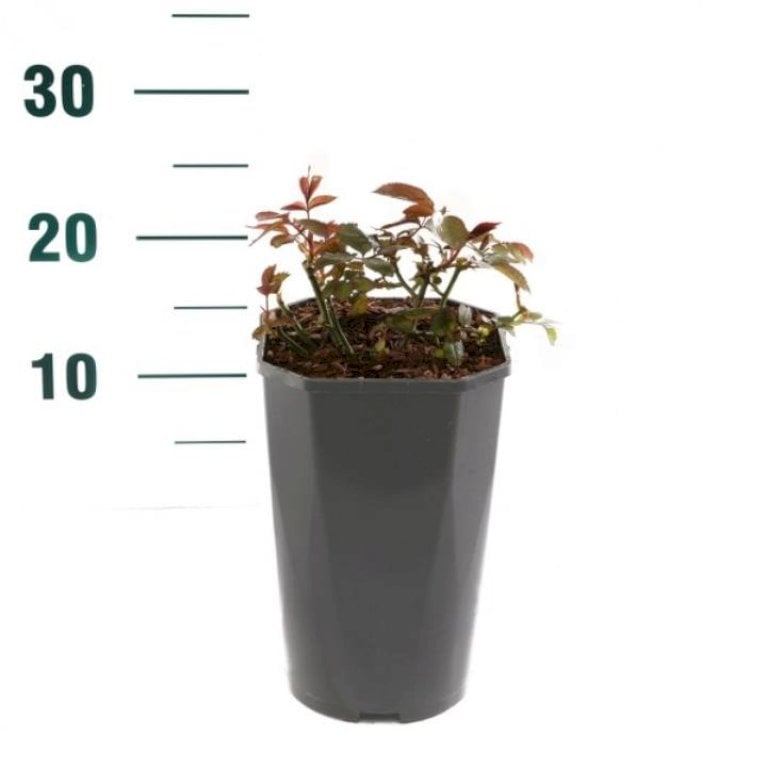 'A White Shade Of Pale'