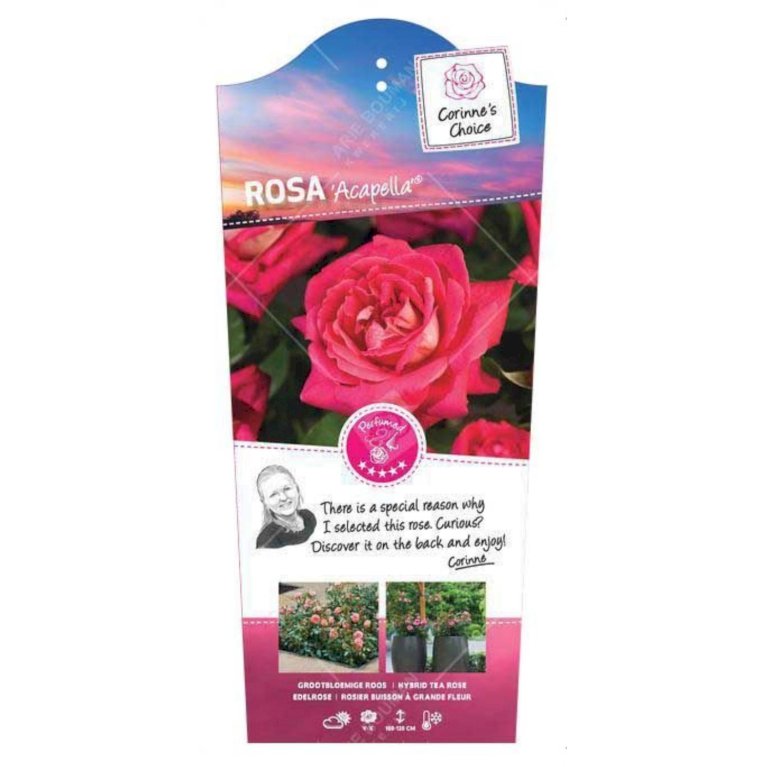Storblomstrende rose 'Acapella'