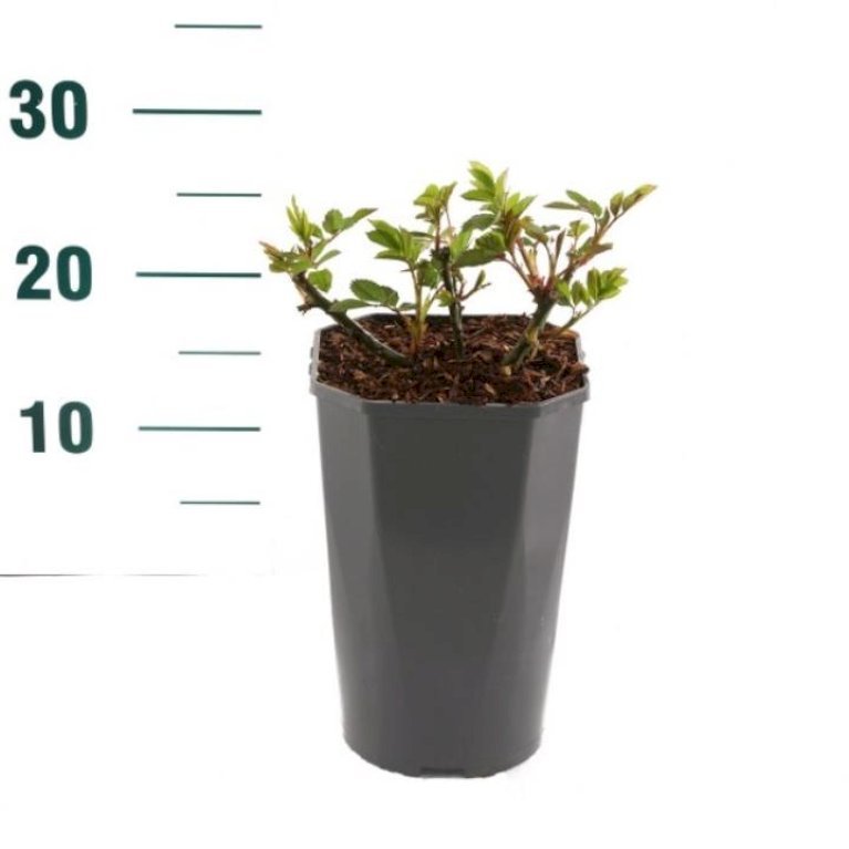 Miniaturerose 'Apricot Clementine'