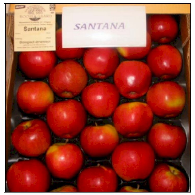 Æble 'Santana' - Allergifri