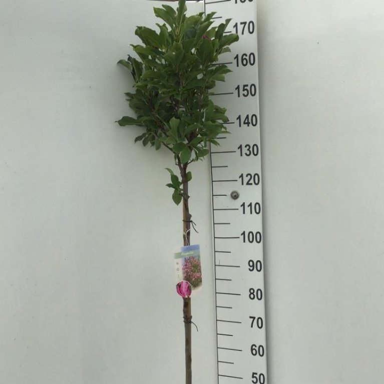 Magnolia liliiflora 'Susan'