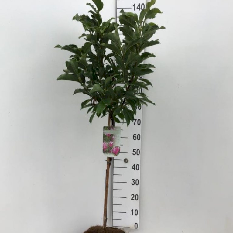 Magnolia liliiflora 'Susan'