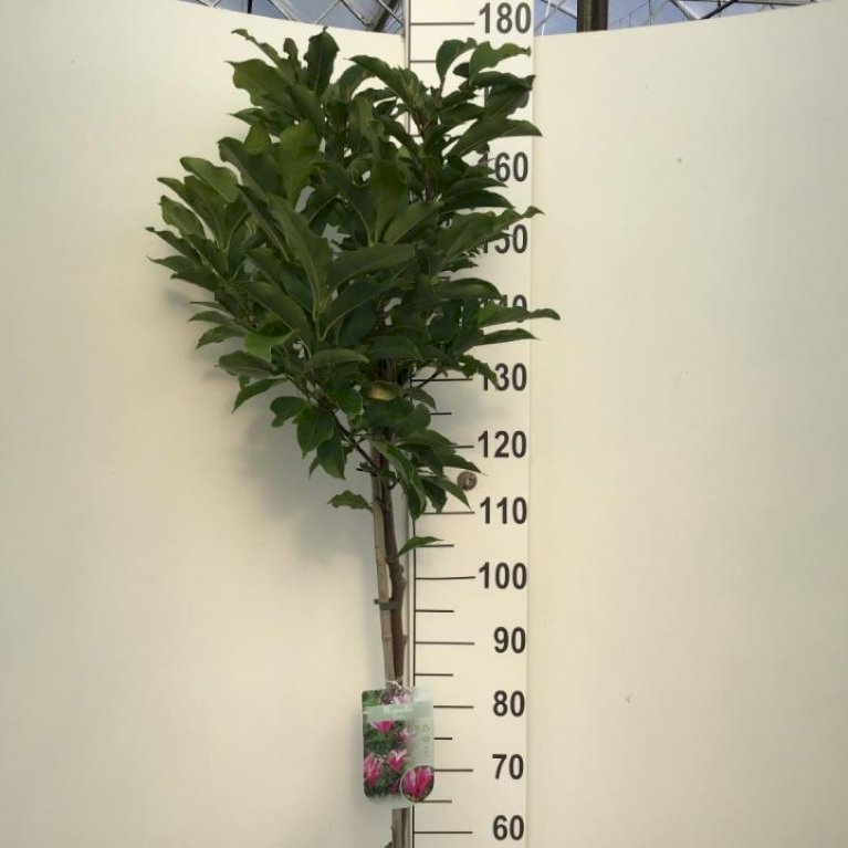 Magnolia liliiflora 'Susan'