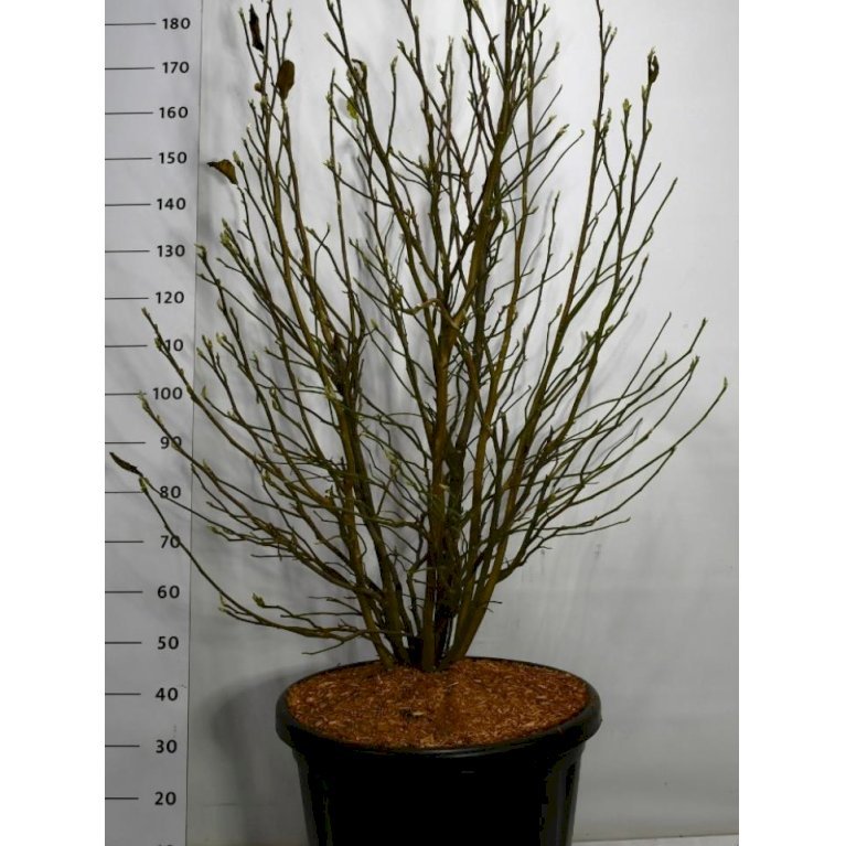 Magnolia liliiflora 'Susan'