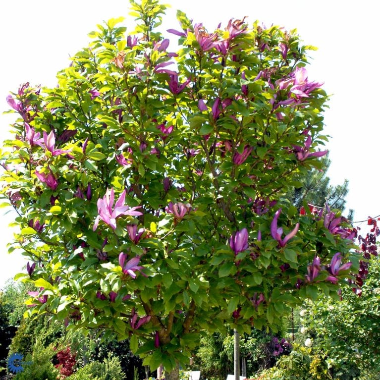 Magnolia liliiflora 'Susan'
