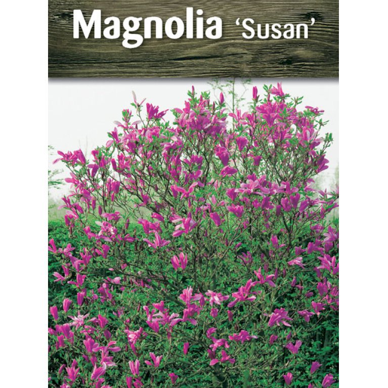 Magnolia liliiflora 'Susan'