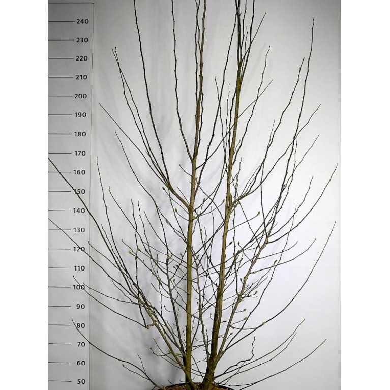 Magnolia x loebneri 'Merrill' - Magnolia x loebneri 'Merrill' (Alletræ, Stammeomkreds 8-10 cm. med potte)
