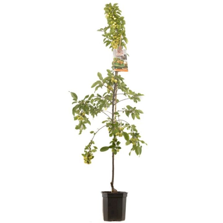 Paradisæble 'Professor Sprenger'