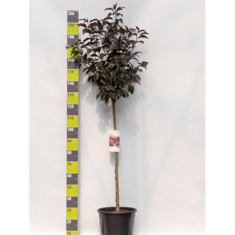 Paradisæble 'Royalty'