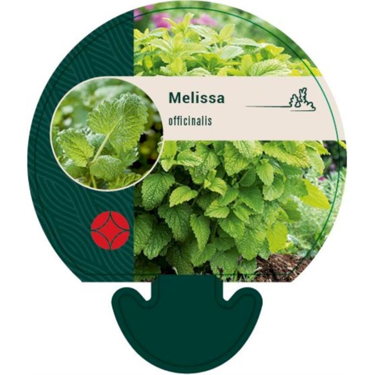 Citronmelisse