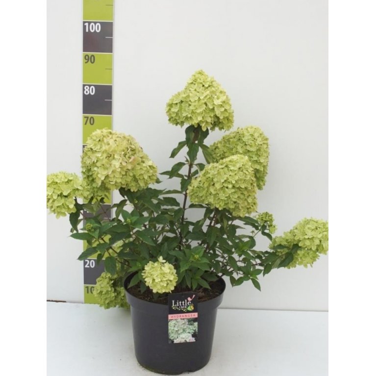 Kompakt Syrén-Hortensia  'Little Lime'