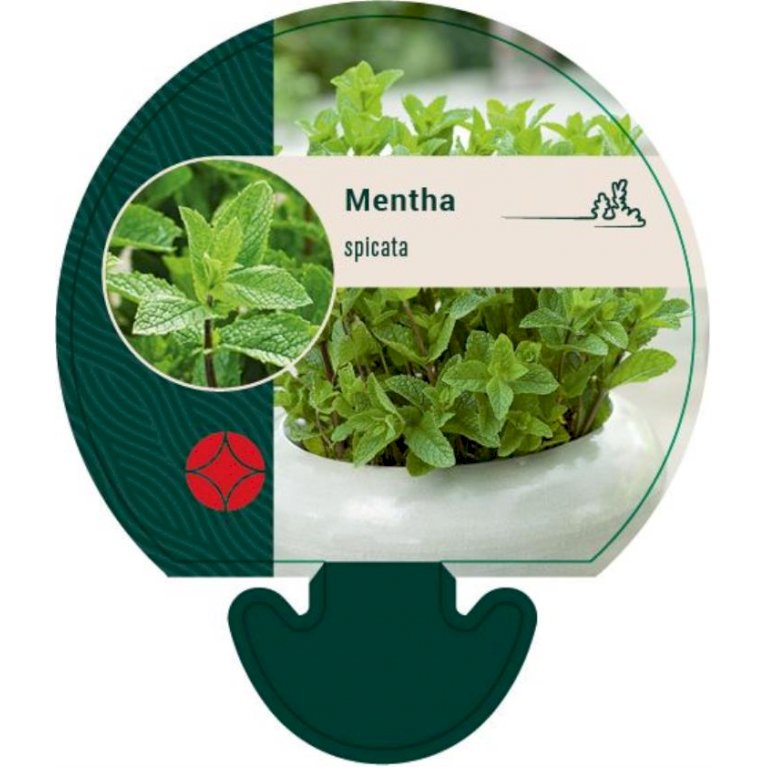 Grøn Mynte Mentha spicata Krydderurter -