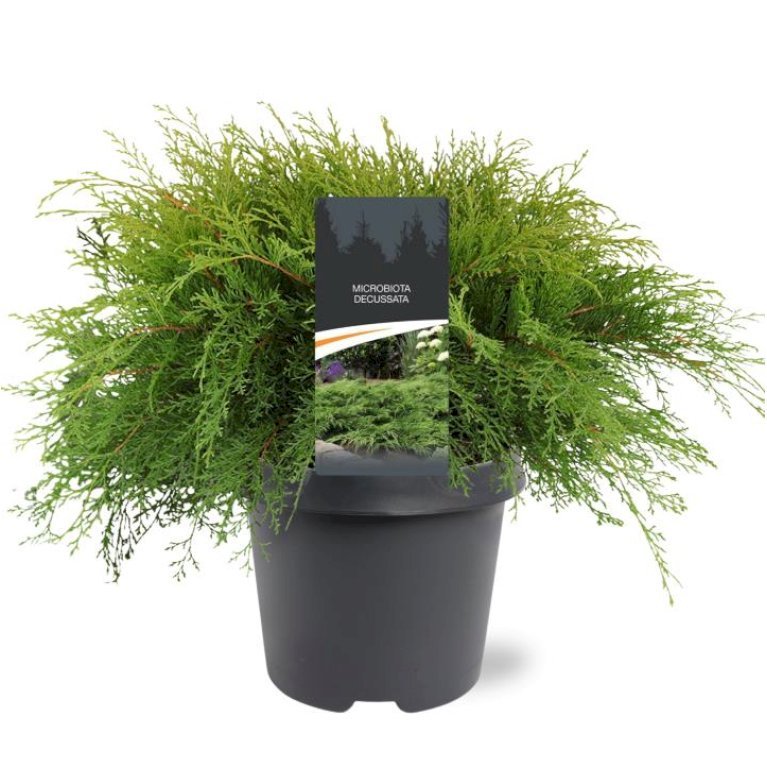 Østsibirisk Enebær