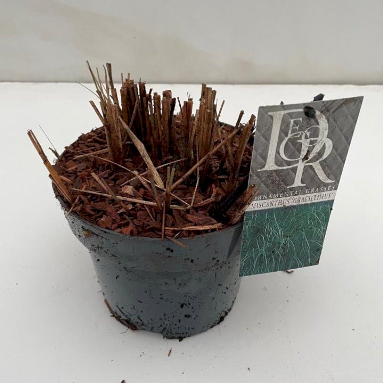 Smalbladet elefantgræs 'Gracillimus'