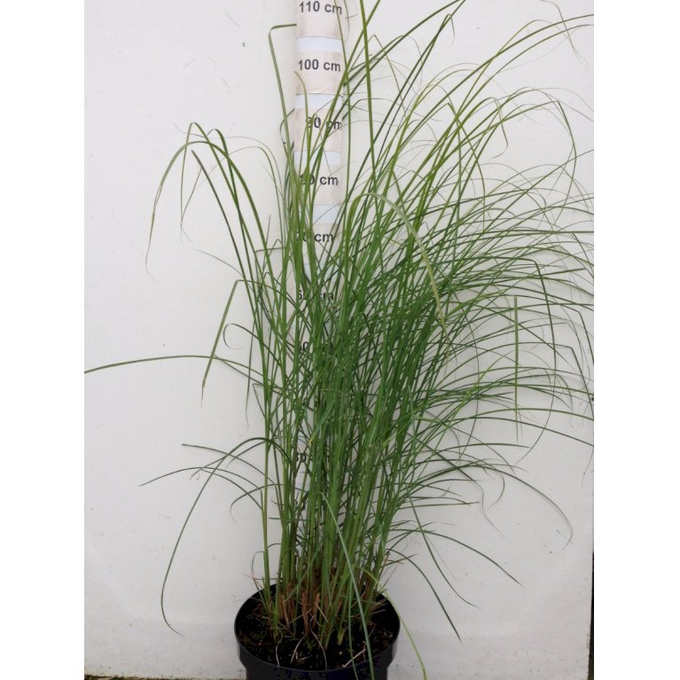 Smalbladet elefantgræs 'Gracillimus' - Miscanthus sinensis 'Gracillimus' (0,8 liter potte)