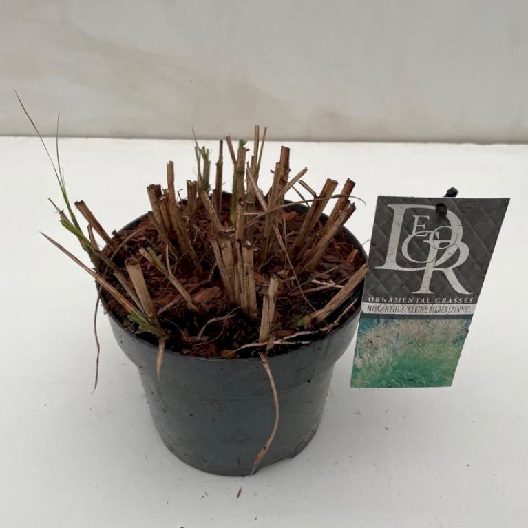 Lav elefantgræs 'Kleine Silberspinne'