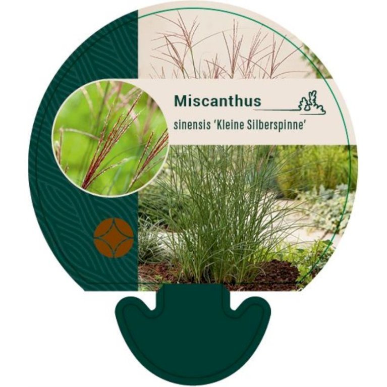 Lav elefantgræs 'Kleine Silberspinne'