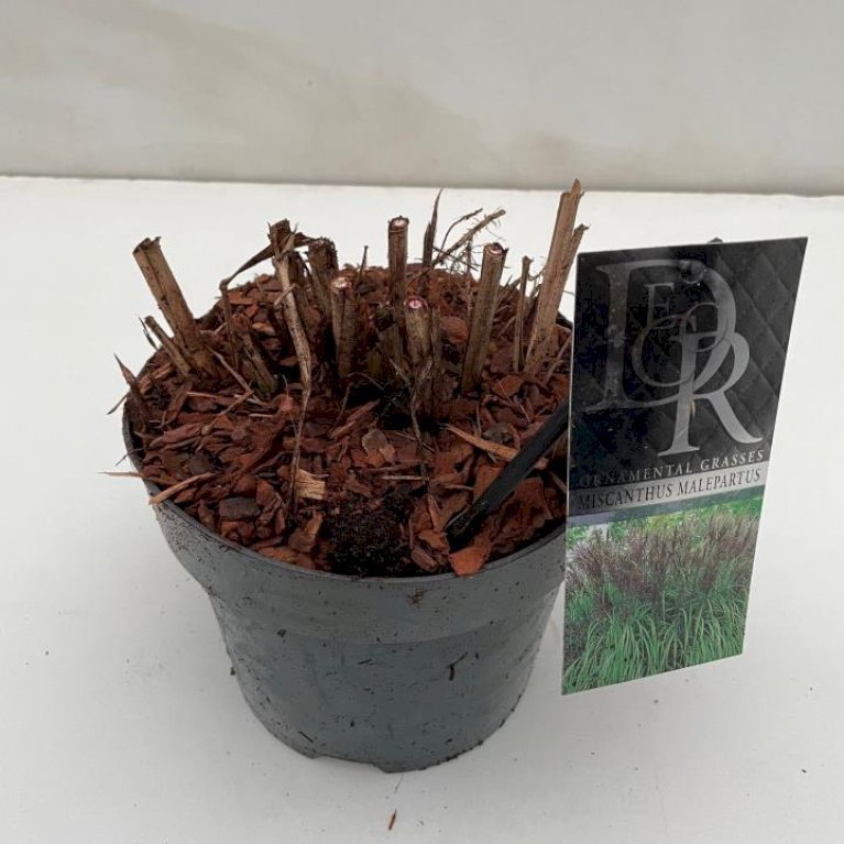 Elefantgræs 'Malepartus'