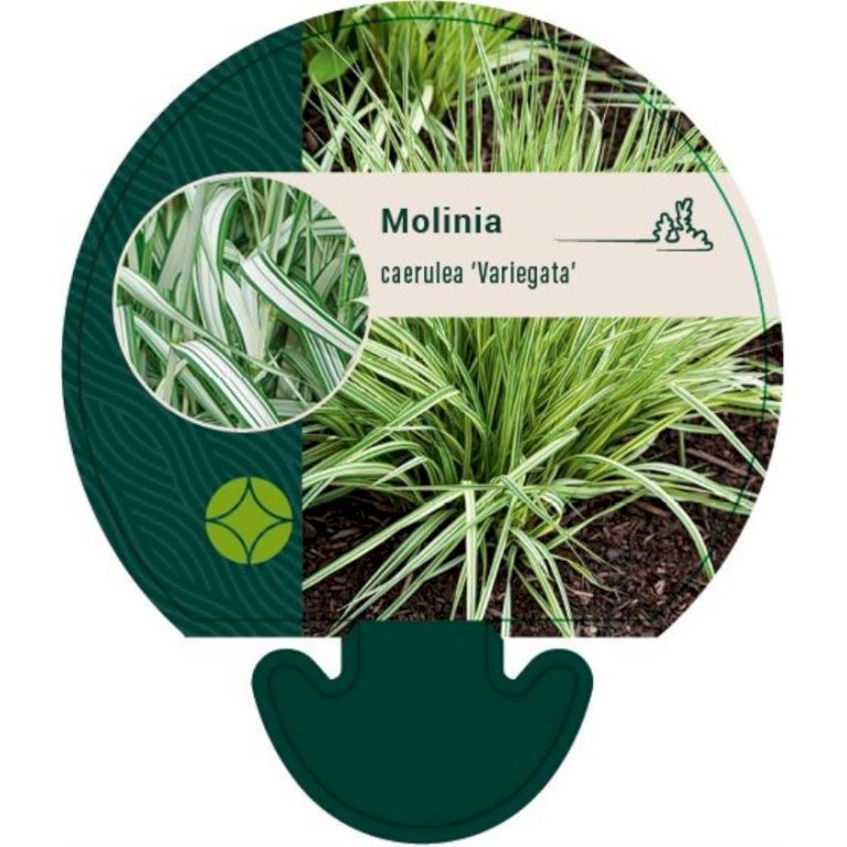 Blåtop 'Variegata'
