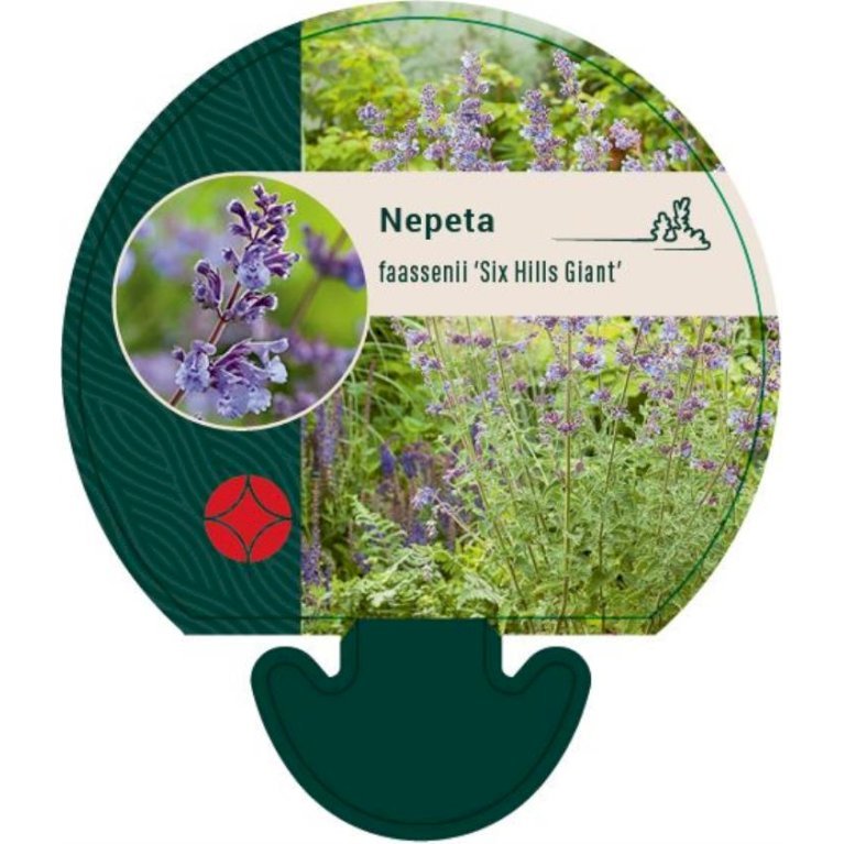 Blåkant 'Six Hill Giant'