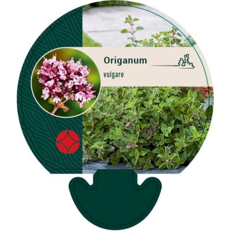 Oregano
