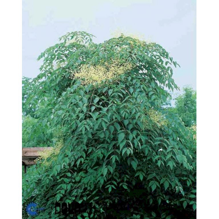 Fandens Spadserestok