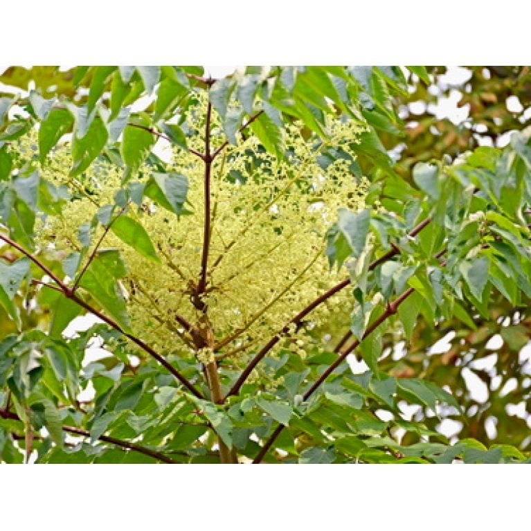 Fandens Spadserestok