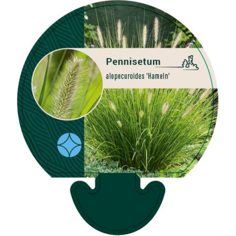 Lampepudsergræs 'Hameln'
