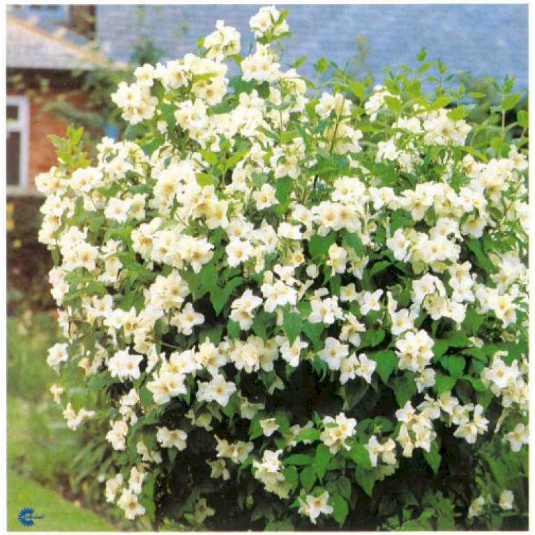 Uægte Jasmin &lsquo;Belle Etoile&rsquo; - Prydbuske - Plantetorvet.dk