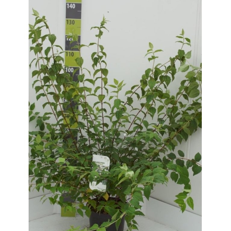 Uægte Jasmin 'Belle Etoile'