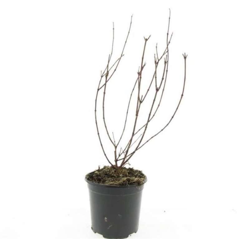 Uægte Jasmin 'Belle Etoile'