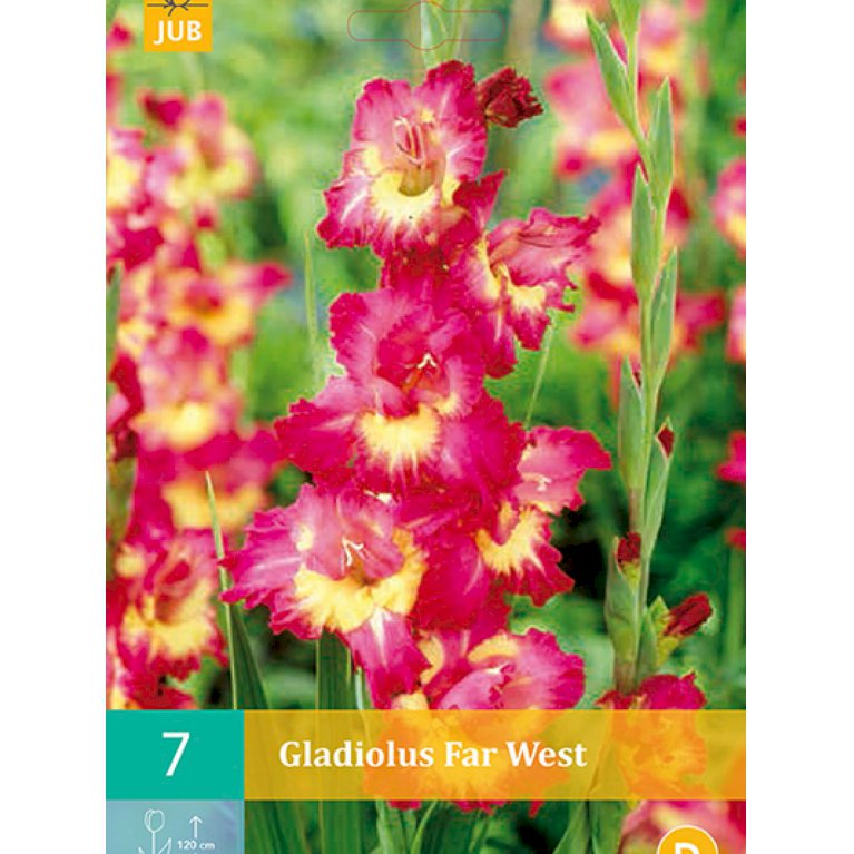 Gladiolus 'Far West' (nr. 72)