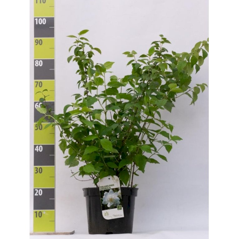 Uægte Jasmin 'Virginalis'