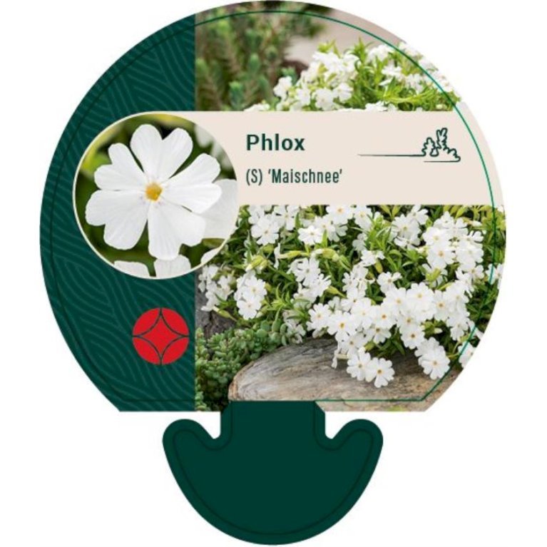 Lyngfloks 'Maischnee'