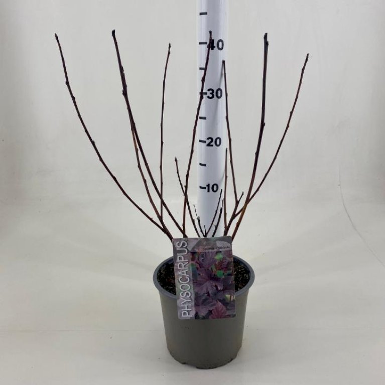 Blærespiræa 'Diabolo'