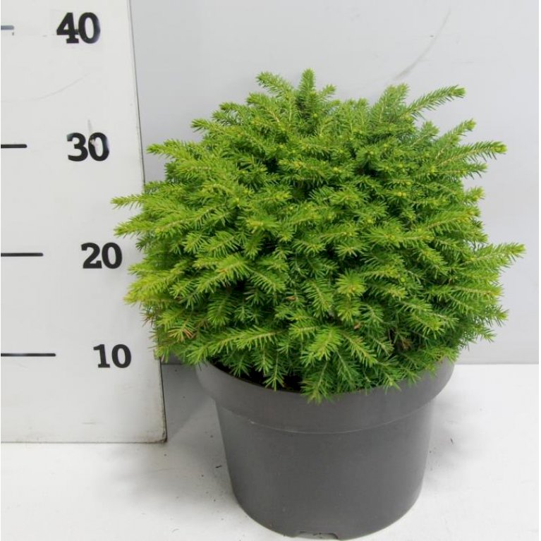 Dværg Rødgran 'Little Gem'