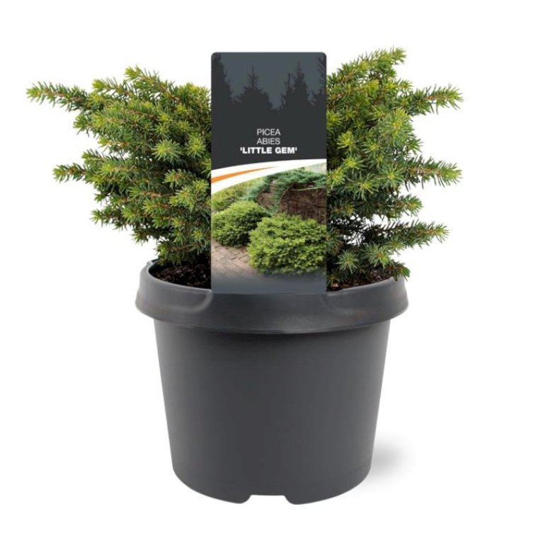 Dværg Rødgran 'Little Gem'