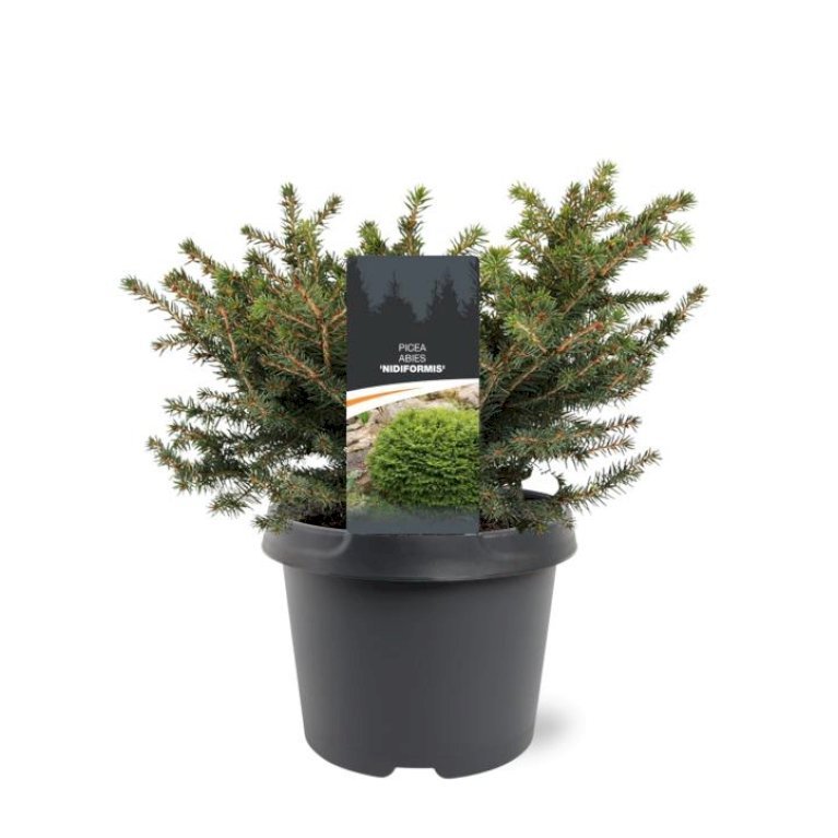 Fugleredegran 'Nidiformis'