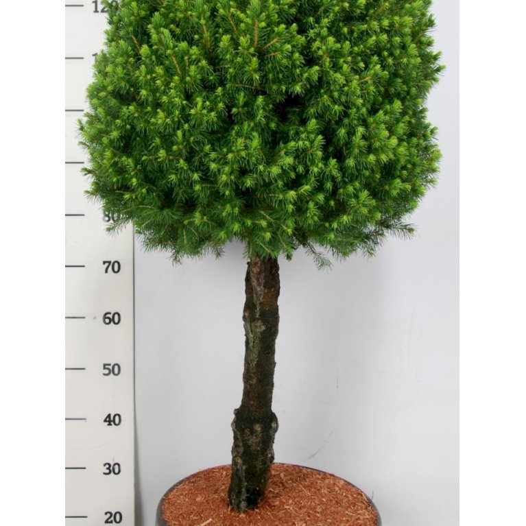 Sukkertopgran 'Conica'