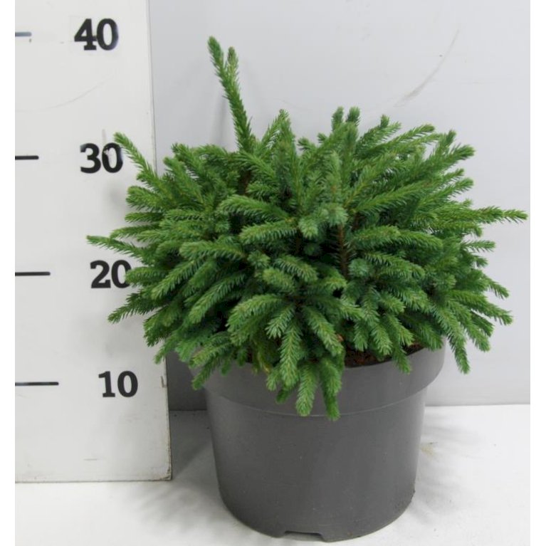 Hvidgran 'Echiniformis'