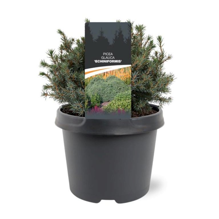 Hvidgran 'Echiniformis'