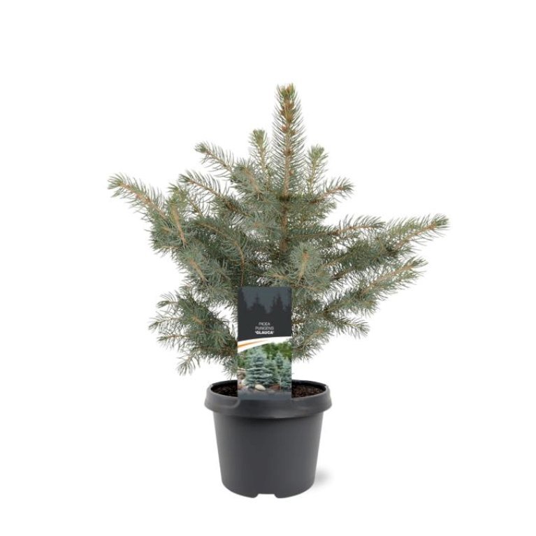 Blågran 'Glauca'