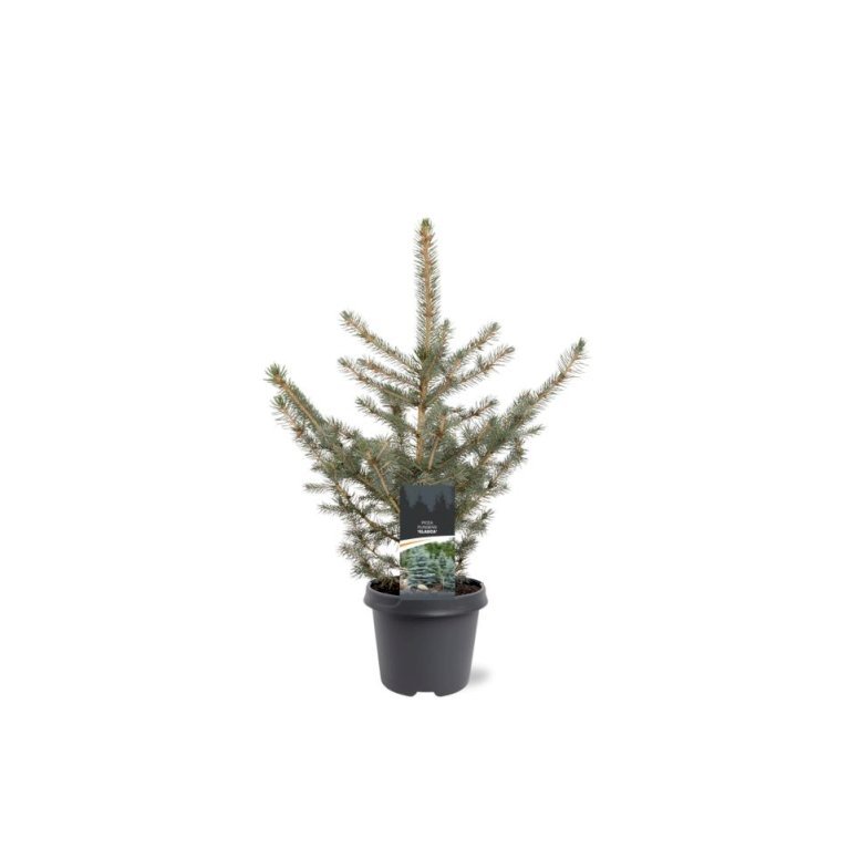Blågran 'Glauca'