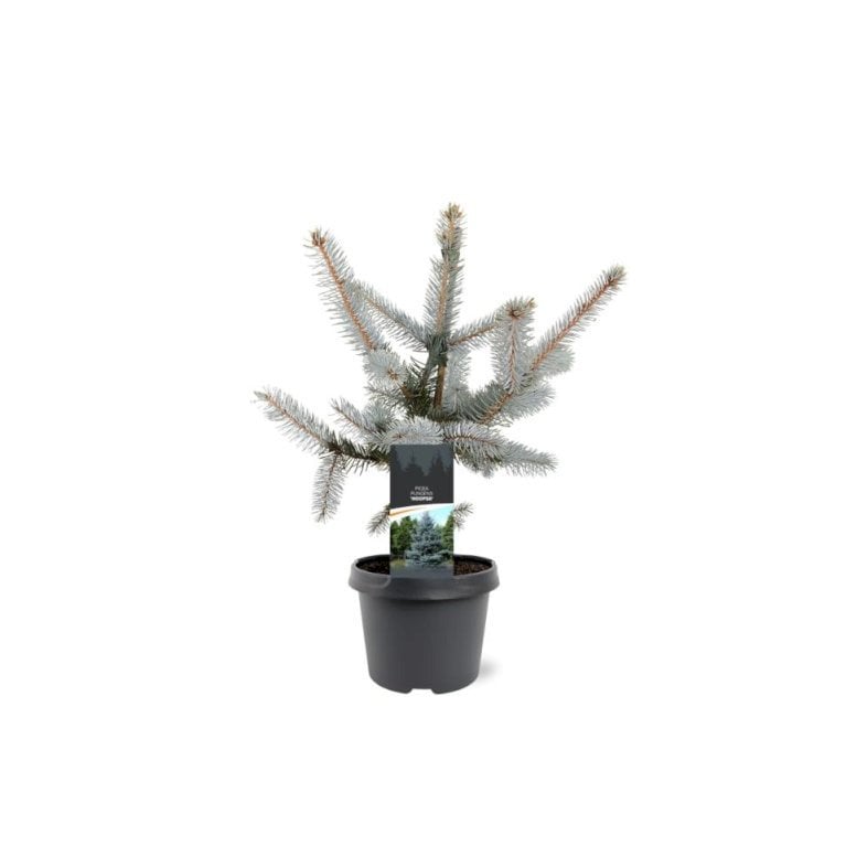 Blågran 'Hoopsii'