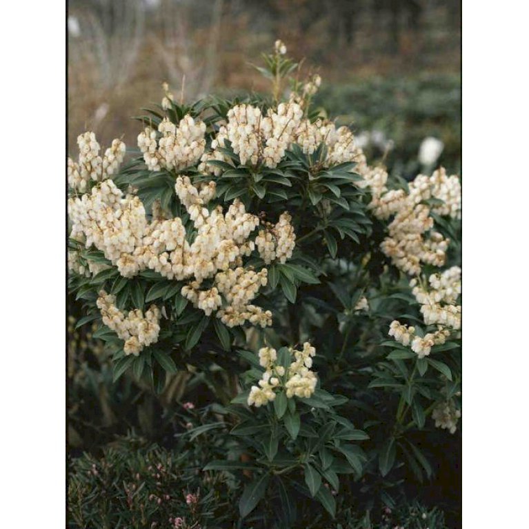 Pieris japonica